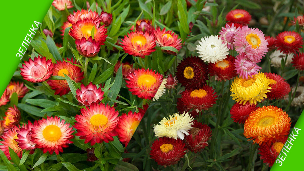 Такие насыщенные цветочки, украсят участок, согласны?