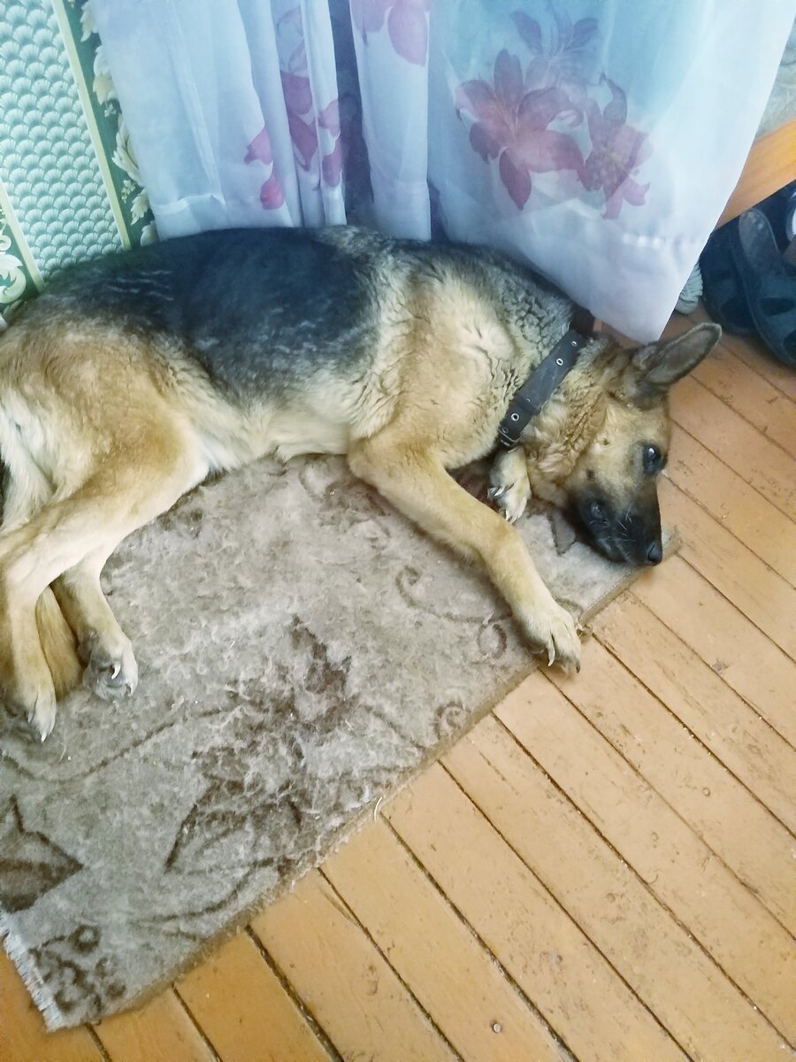 У собаки отнялись ноги.