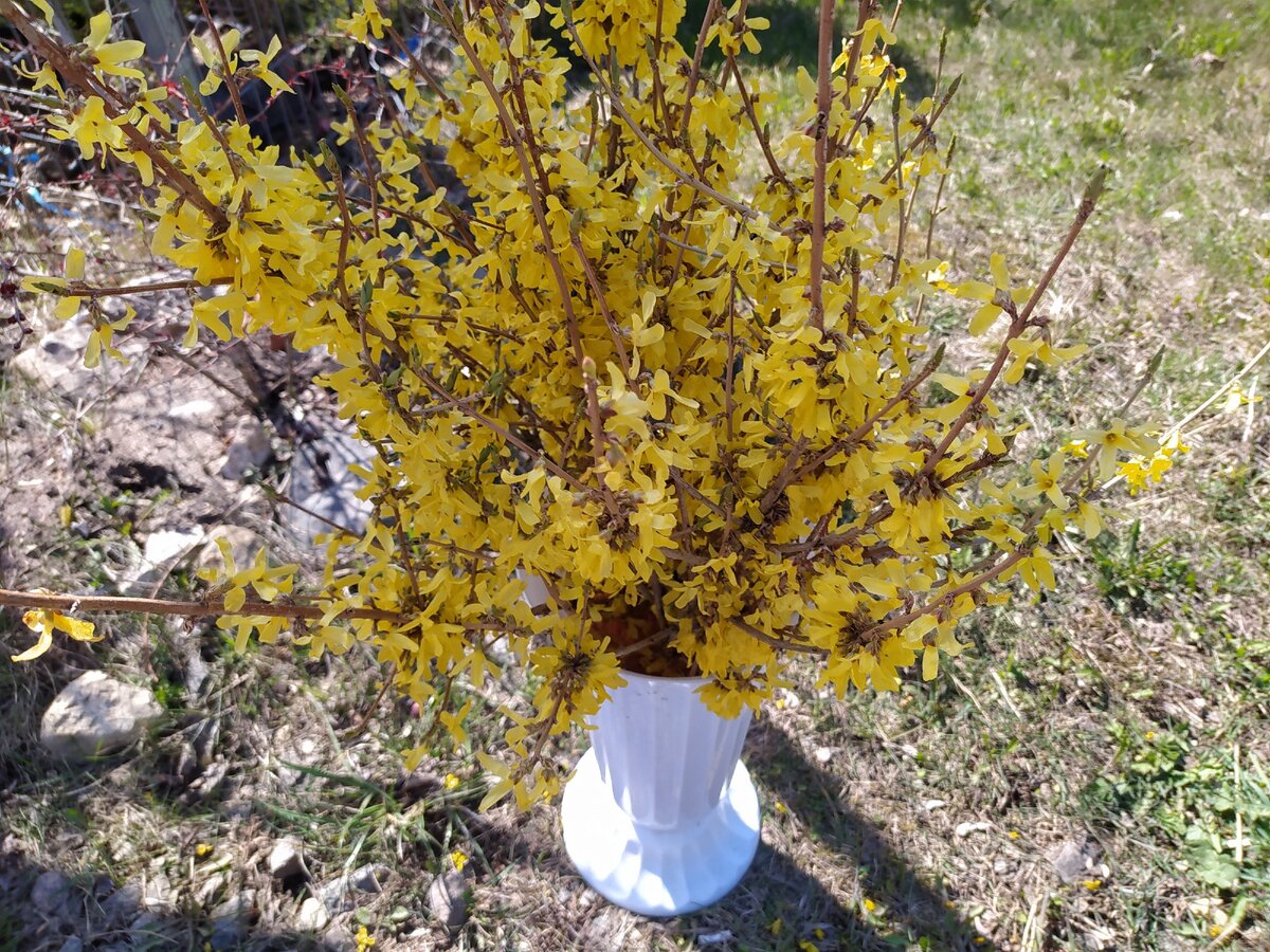 Я выбросила форзицию (красивый кустарник с желтыми цветами), а терпеливые дождались цветения впервые за много лет