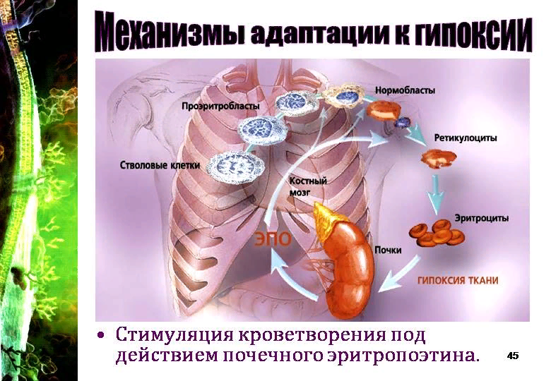 Спленомегалия – причины, симптомы, диагностика и лечение болезни у взрослых | «Будь Здоров»