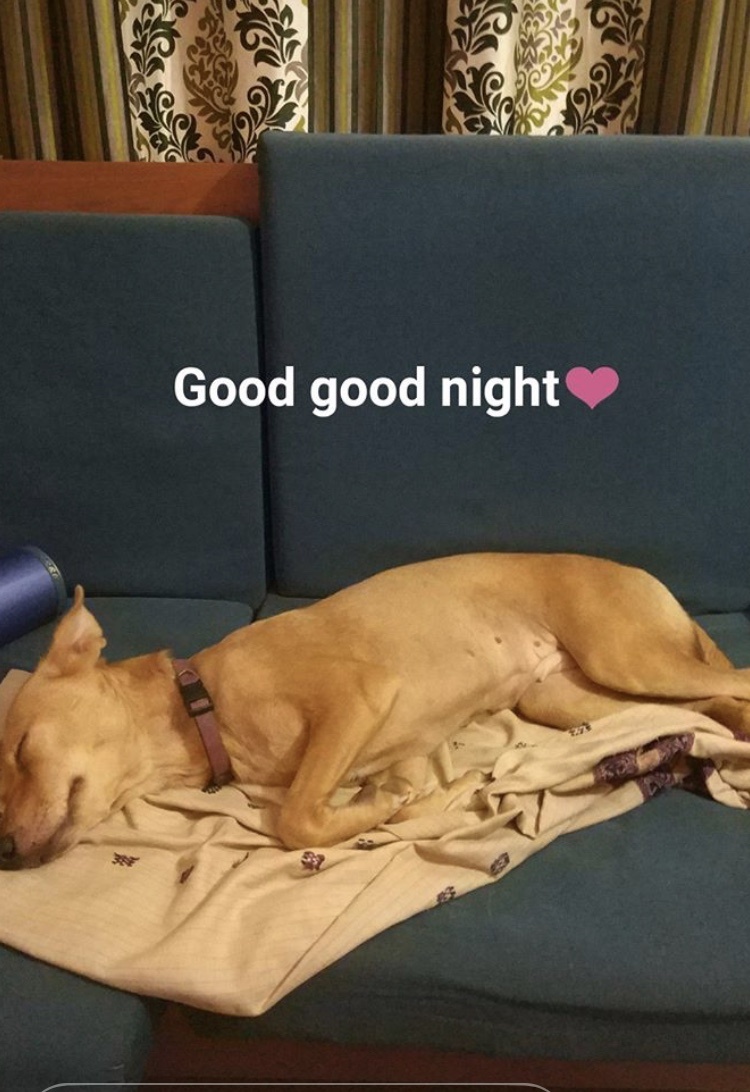 Наша собачка (Динга)