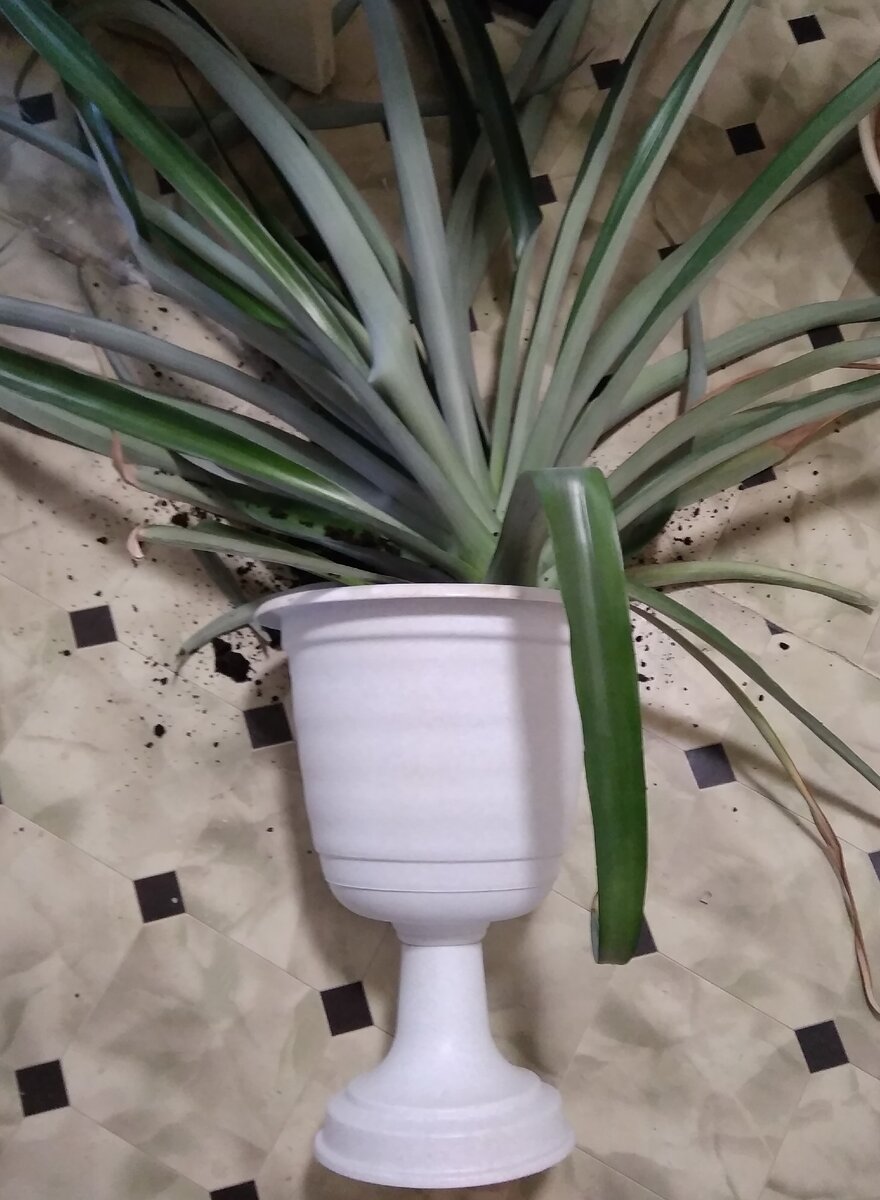 Фото автора. Упавший ананас.