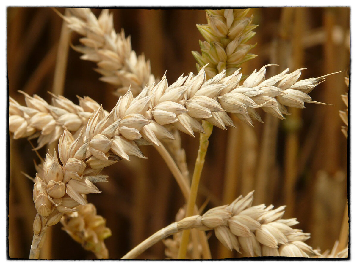 Пшеница. Фото с https://pixabay.com