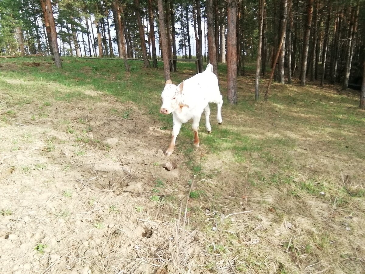 Марта носится.