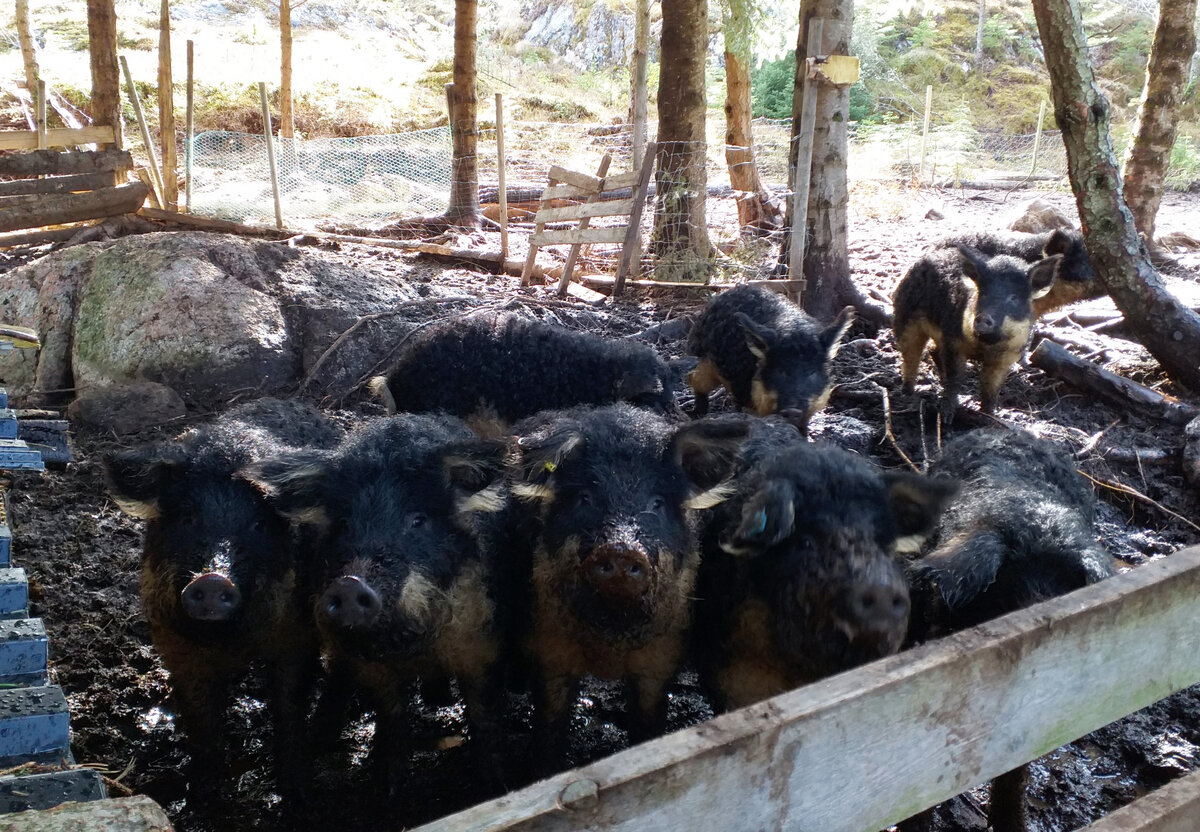 Вкусные кудрявые хрюшки, которых разводят соседи. Фото автора.
