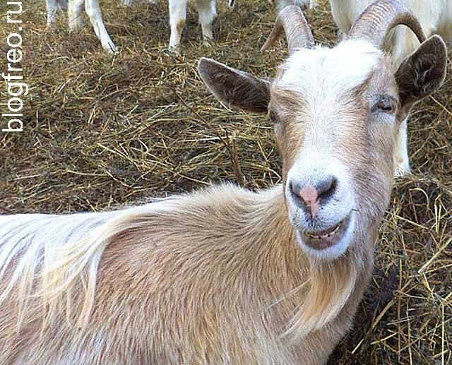 Выбор породы коз для домашнего содержания