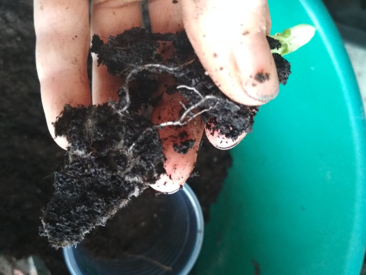 Корни вросли в бумагу. И приходится или сажать вместе с бумагой или обрывать корешок. 