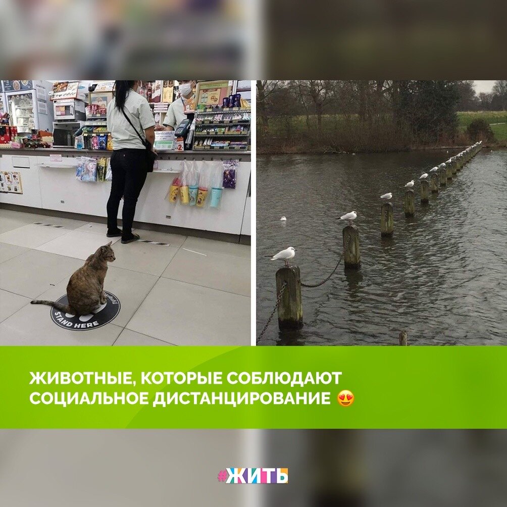 Мы живём в необычные времена, и сейчас для всех людей как никогда важно социальное дистанцирование. Ведь таким образом мы все можем пресечь распространение различных вирусов, таких, как коронавирус☝️

С целью закрепить этот важный принцип поведения в людных местах показываем вам забавную подборку с животными, которые, судя по всему, отлично знают, что такое социальное дистанцирование и прекрасно с ним справляются. Пример для всех нас!😂

Будьте здоровы и берегите себя и близких вам людей!🙌

#жить #проектжить #коронавирус #мирмыстобой #всебудетхорошо #житьнакарантине