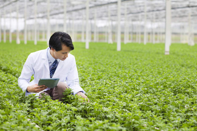 https://st.focusedcollection.com/13397678/i/650/focused_167988164-stock-photo-scientist-rows-plants-greenhouse-holding.jpg