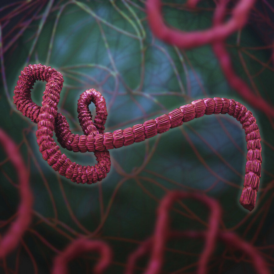 Источник фото: https://lentachel.ru/news/2019/07/18/vspyshka-virusa-ebola-priznana-chrezvychaynoy-situatsiey-mezhdunarodnogo-masshtaba.html