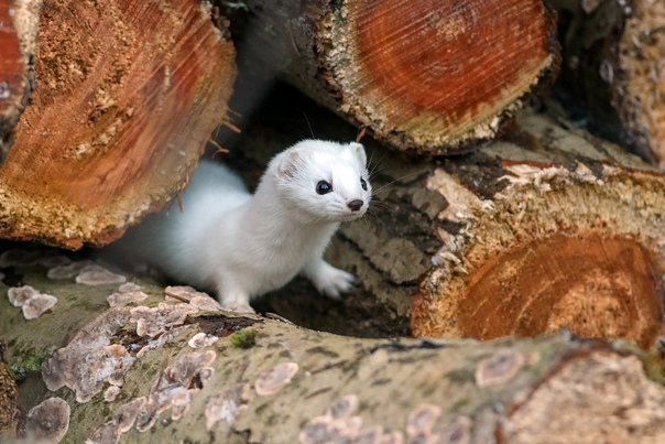 Ласка в зимней шубке