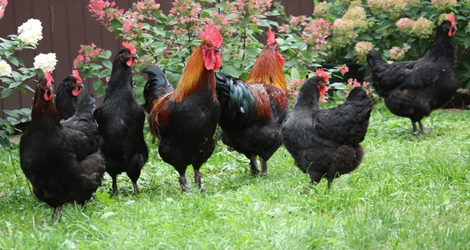 Фотография взята из источника nalugah.ru