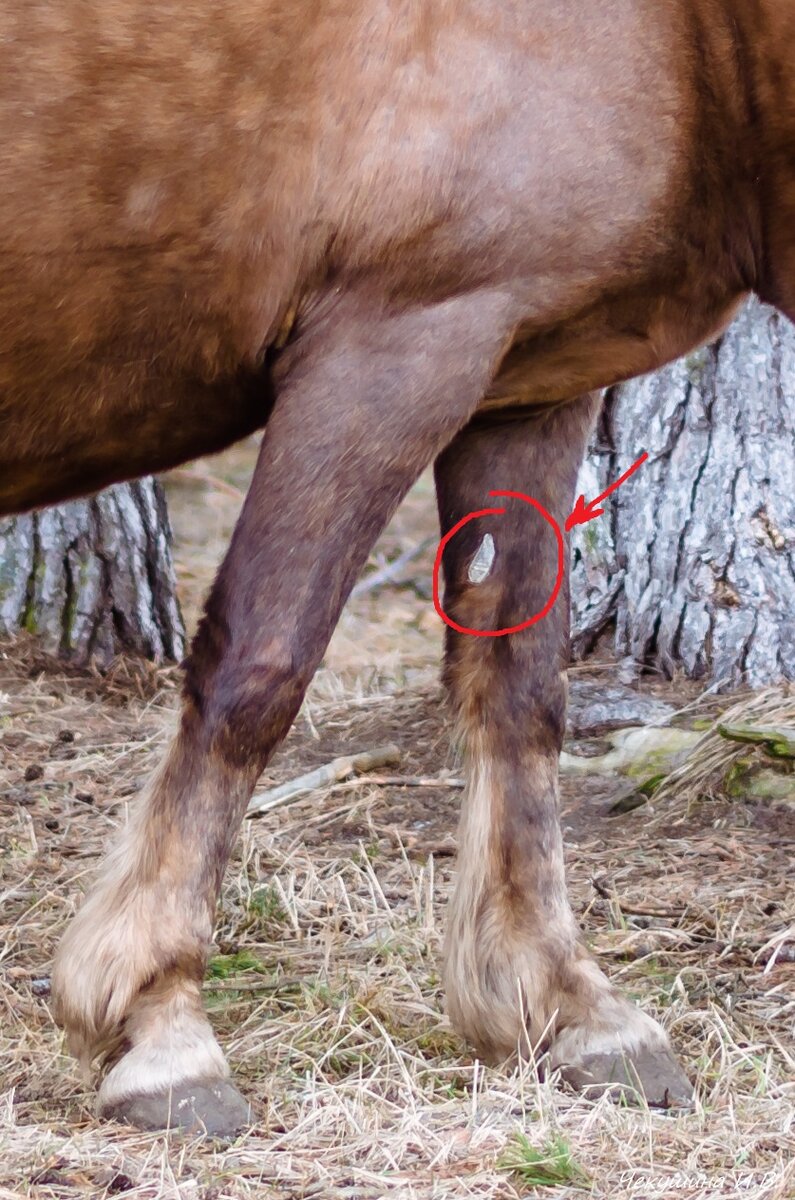 Каштан - остаток большого пальца.