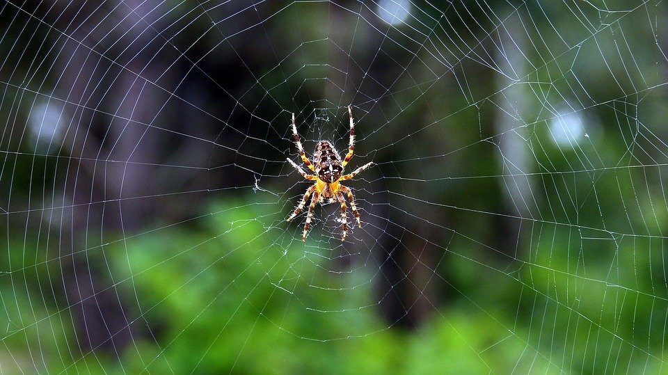 https://cdn.pixabay.com/photo/2016/09/16/07/25/spider-1673428_960_720.jpg