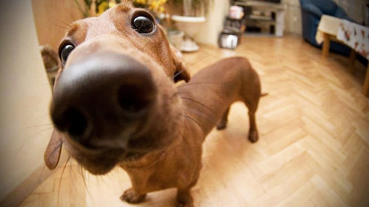 «С гулькин нос». Рассказываю, чей же это нос на самом деле :-) | Беречь ...