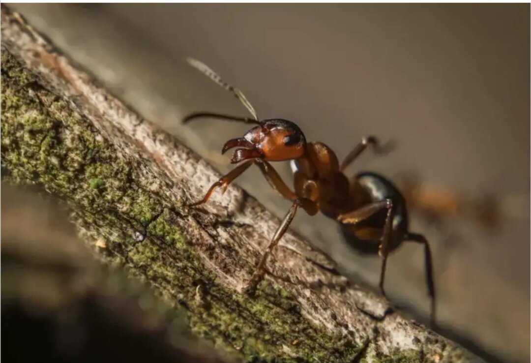 Фото из свободного доступа сети интернет 