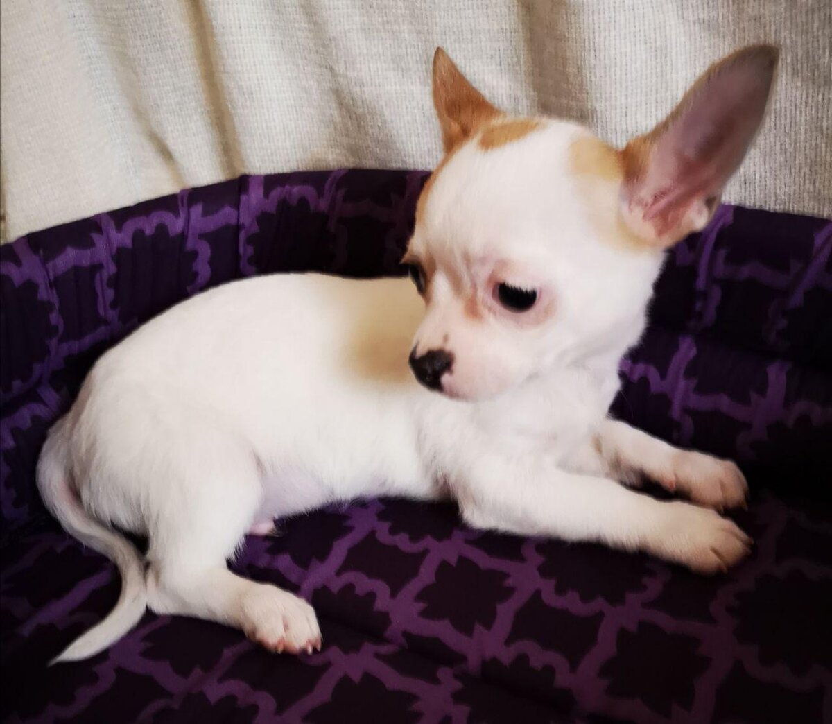 Оливер первый день у меня дома