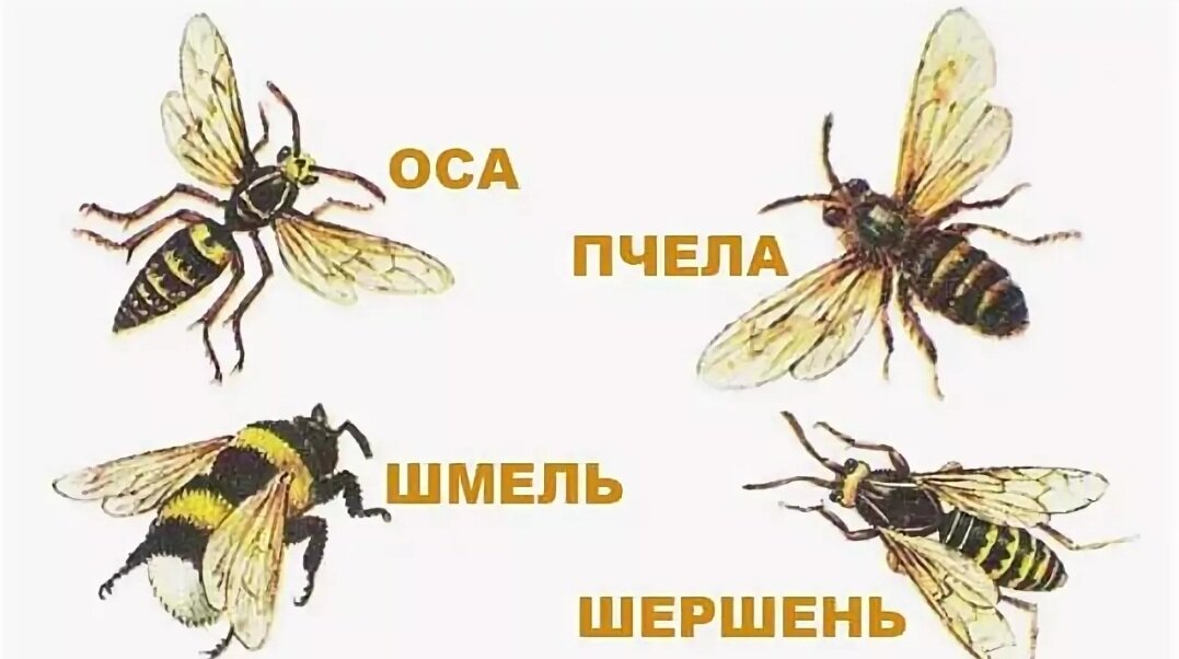 Отличие пчелы от осы