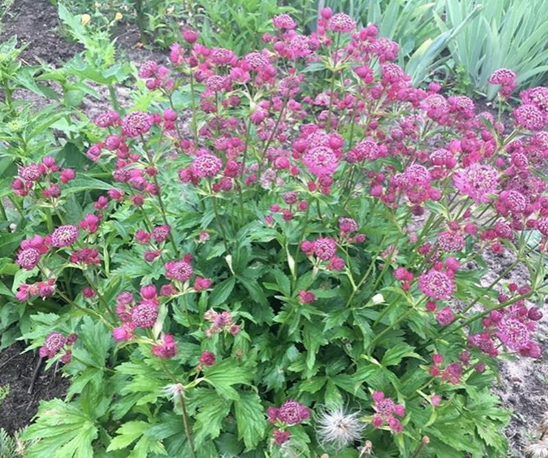 Астранция Astrantia Major rubra