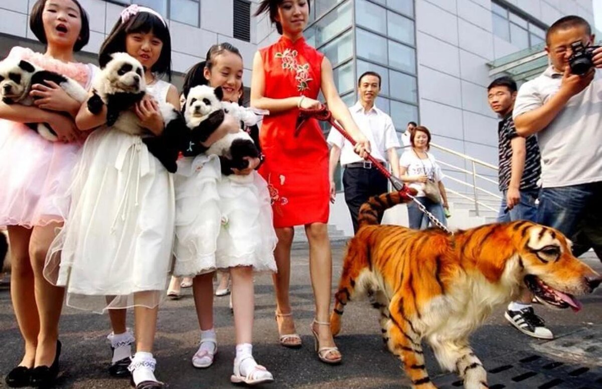 Японцы и животные. Какие собаки в китае. Китайцы едят собак и кошек. Фестиваль мяса собак в китае. Фестиваль в корее поедание собак.