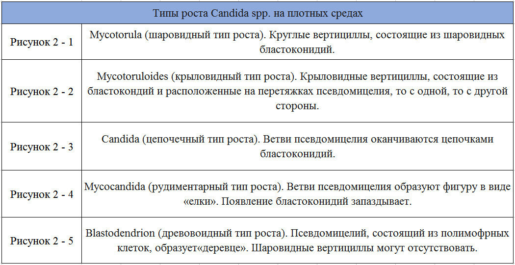 Кандида ниже порогового значения у мужчин что