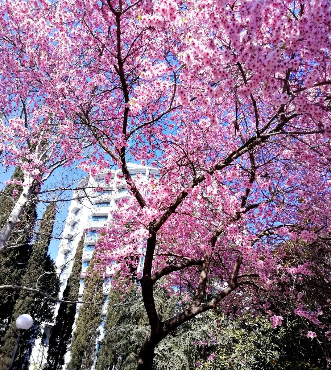 Фото моё. 22.03.2020г. На переднем плане цветёт миндаль. За ним видно здание ЖК Бригантина, где мы арендовали апартаменты.