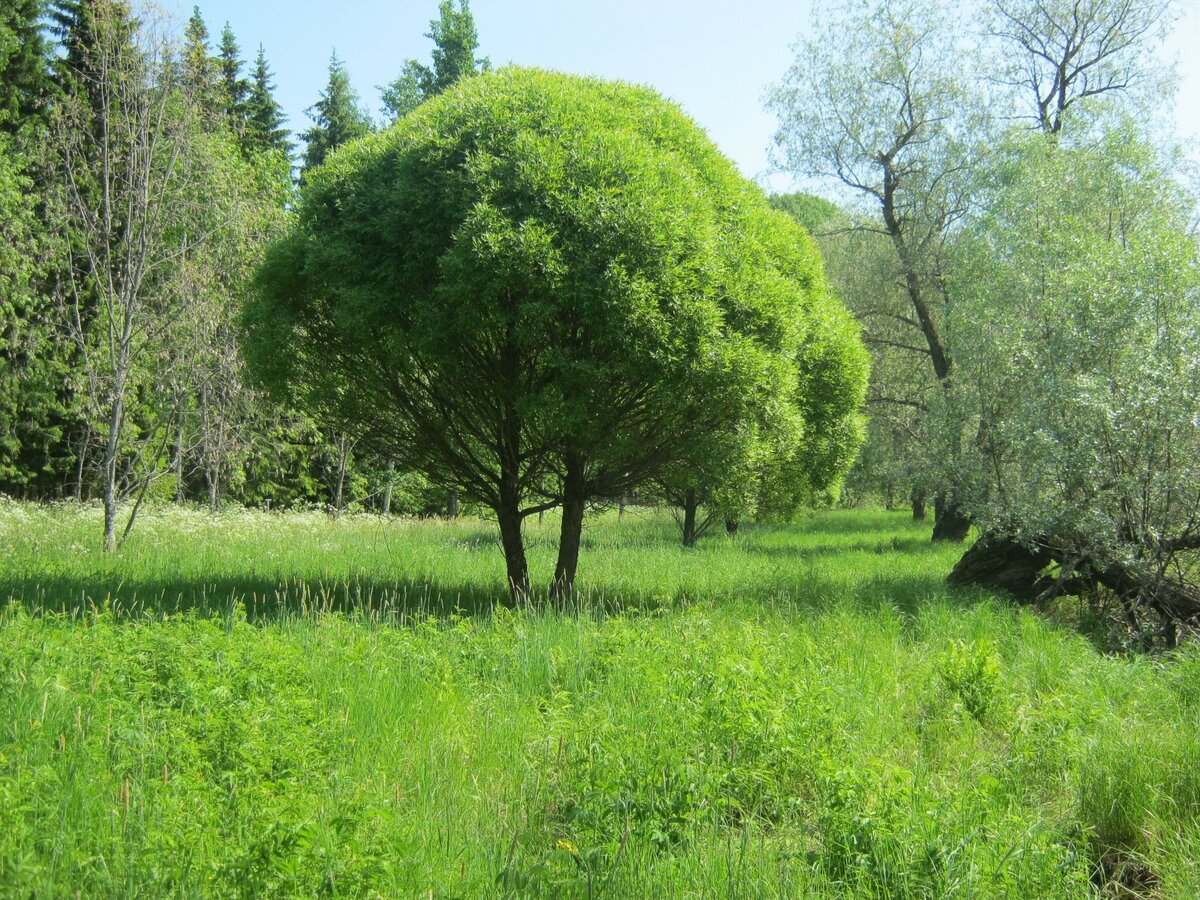 Ива ломкая (шаровидная) Salix fragilis