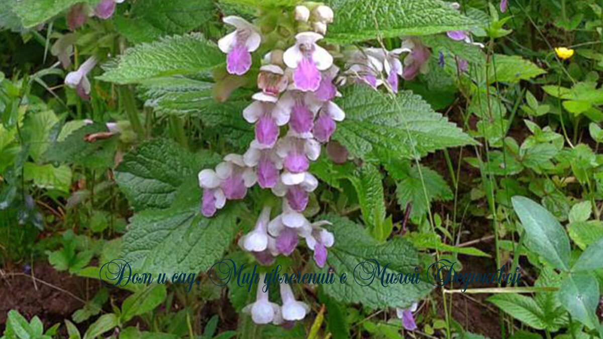 Кадило на моём дачном участке