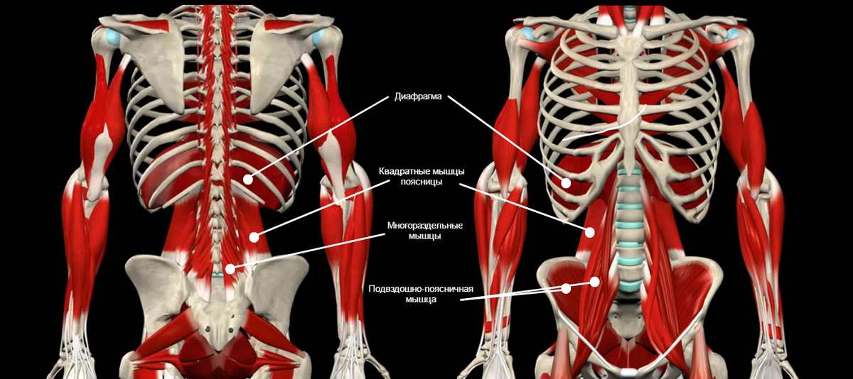 Мышечная система диафрагма. Подвздошно-поясничная мышца анатомия. Подвздошно-поясничная мышца и диафрагма.