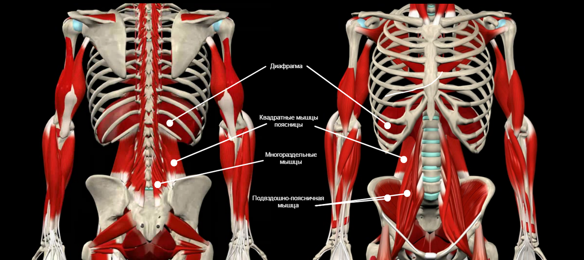 Глубокие мышцы диафрагма. Подвздошно-поясничная мышца анатомия. Анатомия мышц поясницы и таза.