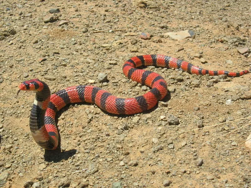 Василиск змея фэнтези змея василиск. Аспид змея ареал. Королевская кобра против черной мамбы. Змея египетская кобра. Молочная змея синалое (lampropeltis triangulum sinaloae).