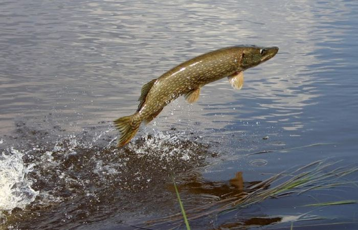 Изображение взято из открытого источника