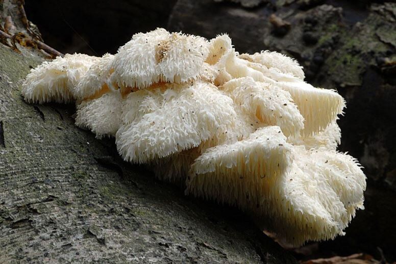 Ежевик Гребенчатый в природе. 