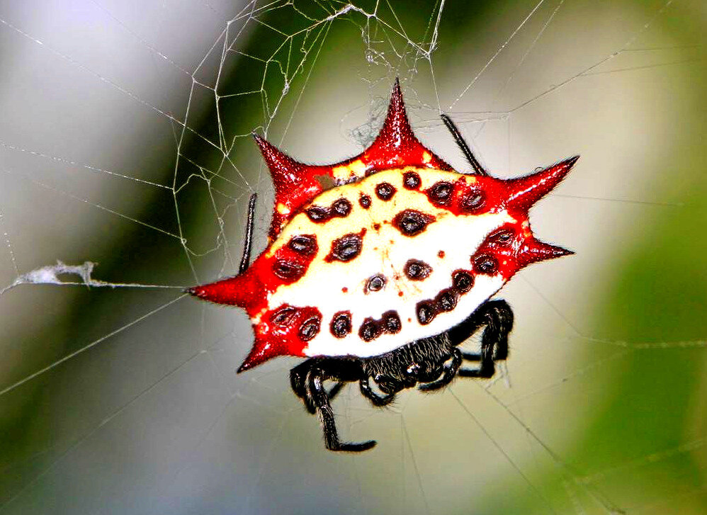Gasteracantha cancriformis (Шипастый паук-кругопряд)