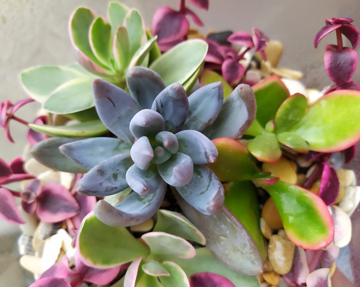 Суккуленты 