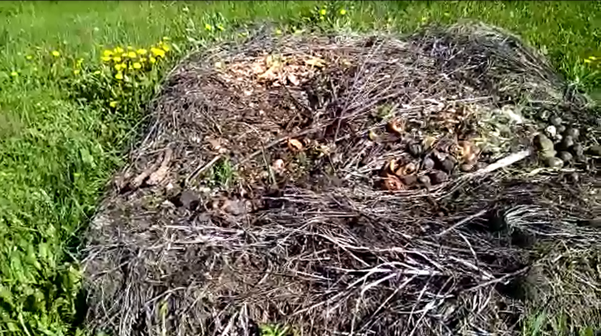 Компостная куча из отходов