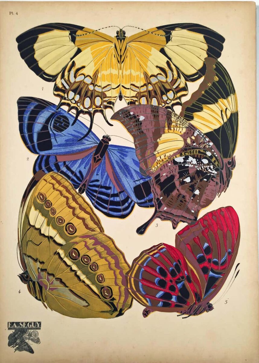 Эмиль-Алан Сеги "Бабочки", 1928. The Biodiversity Heritage Library, официальный сайт - www.bibliotheques-specialisees.paris.fr 