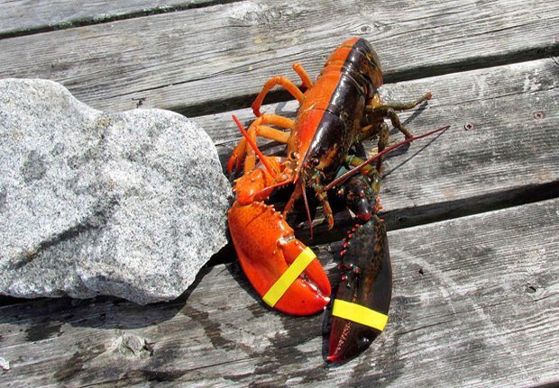 Источник: New England Aquarium