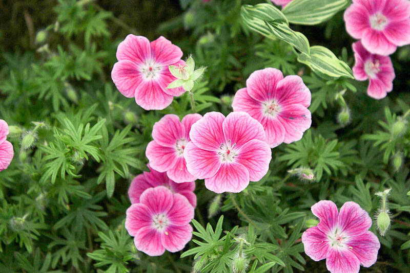 Герань Pink Diadem. Герань кроваво-красная Пинк диадем. Герань Geranium sanguineum Pink Diadem. Герань кроваво-красная Vision Violet.