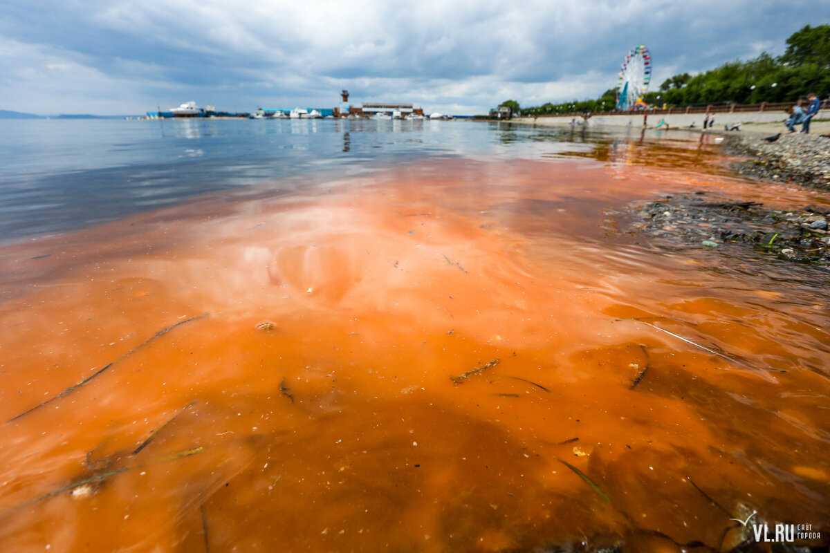 Заказ воды владивосток. Цветение водорослей во Владивостоке. Оранжевые водоросли в море. Загрязнение воды Владивосток. Оранжевое озеро.