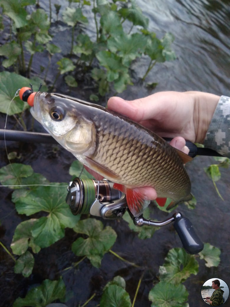 пойманный голавль