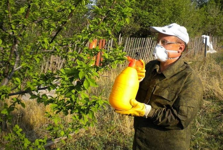 Фото: Обработка дегтем от болезней и вредителей