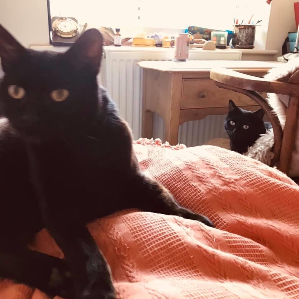 Слева кошка Миднайт - охотница, справа -  кот Динки (предпочитает уже готовую добычу)