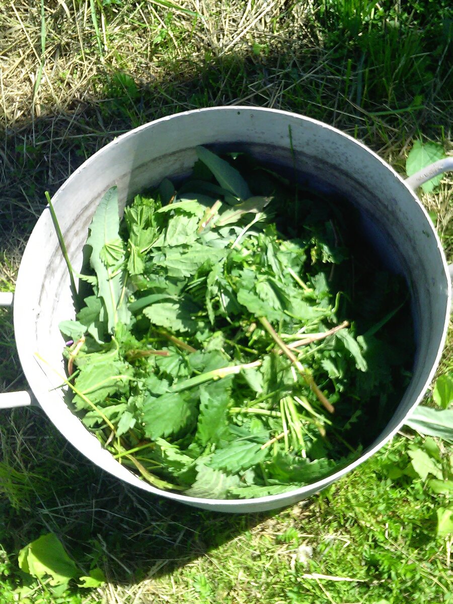 Главный ингредиент подкормки - трава