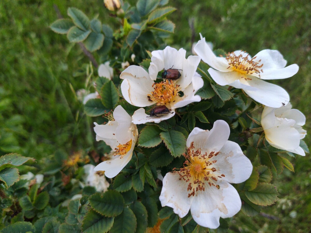 Не смогла пробежать мимо этой красоты - сфотографировала!