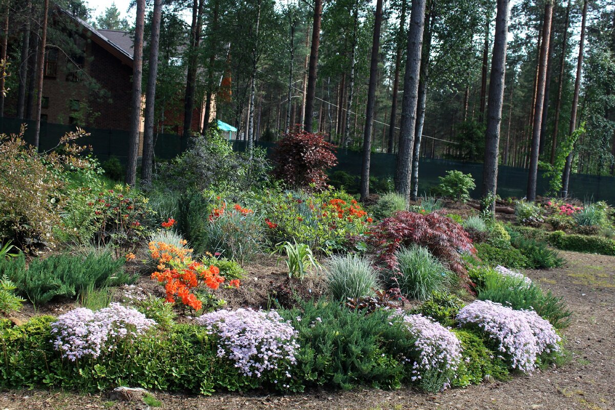 Шиловидный флокс (Phlox subulata) "Candy Stripes"  в моем саду 15 июня