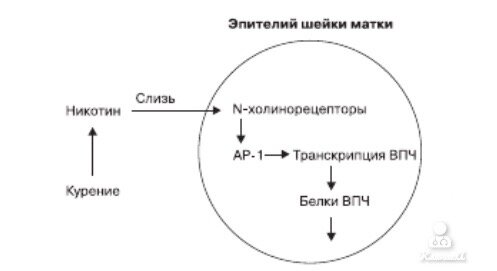 Механизм развития рака шейки матки под влиянием никотина 