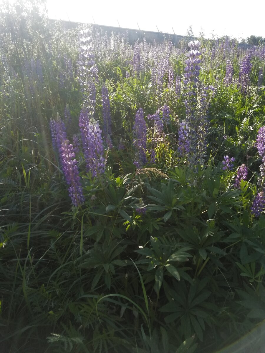 Люпины. Личное фото.
