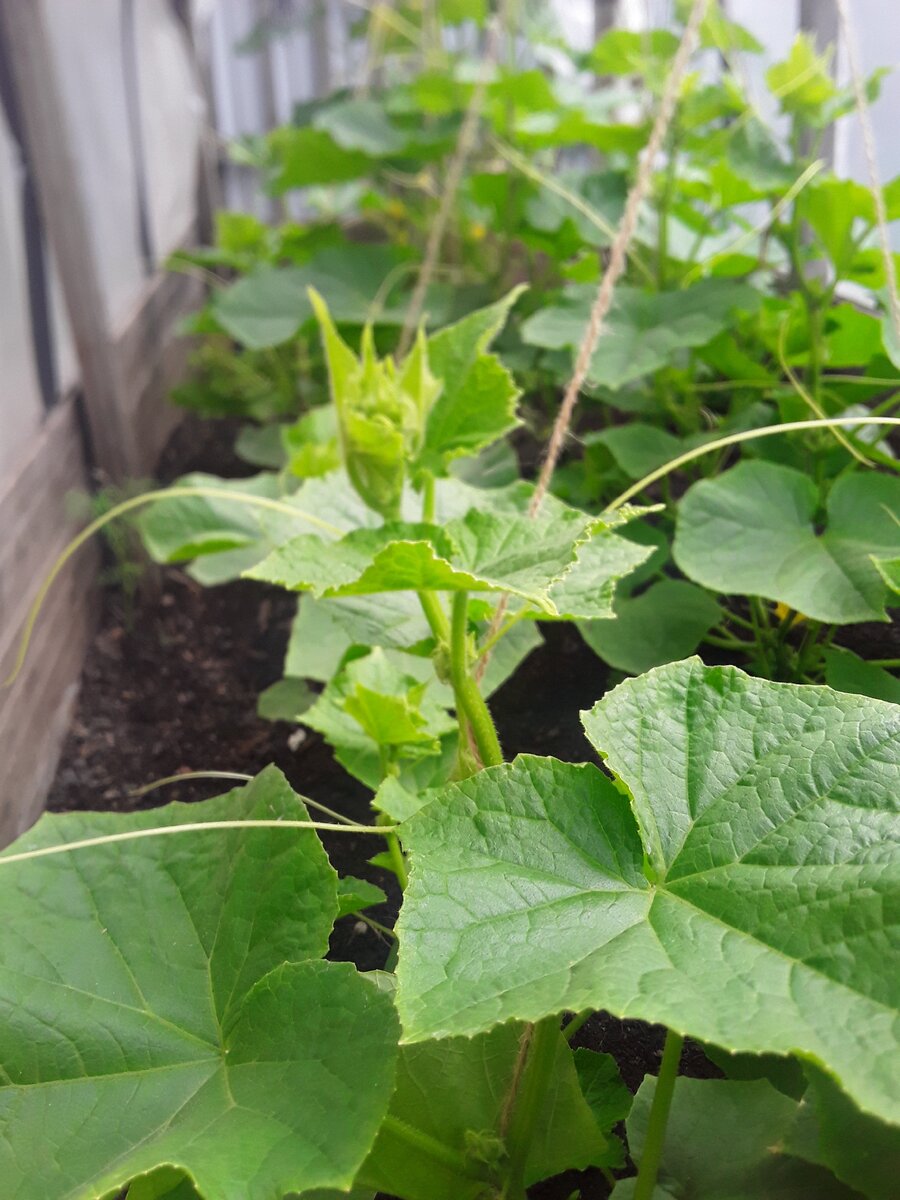 У нас небольшой парник, но урожая хватает для всей семьи!