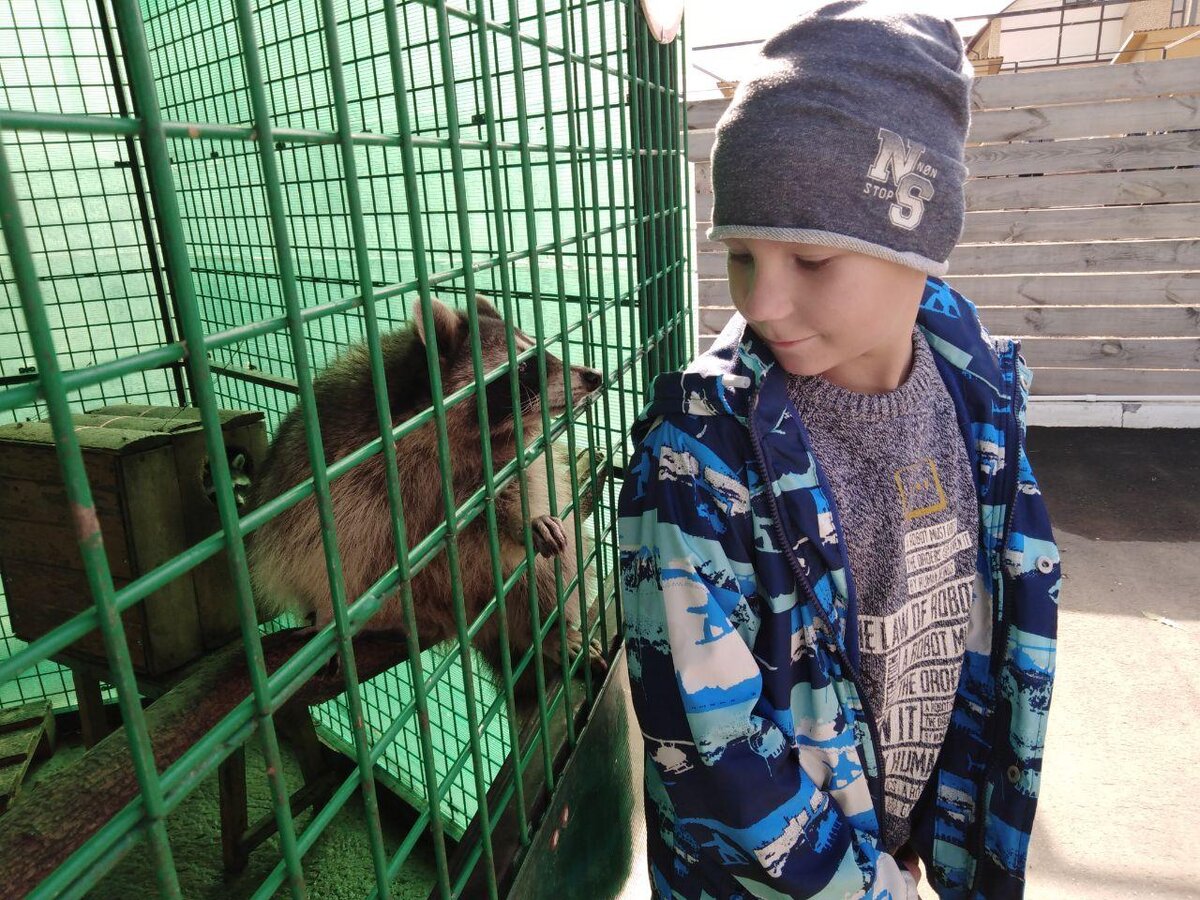 Почему мы не заводим енота?! - спрашивал мальчик. И мы поехали к енотам. Они проели мальчику куртку и оставили пару глубоких полос на самом мальчике. И это через забор. Кажется, мальчик простил мне отказ завести енотика дома)).